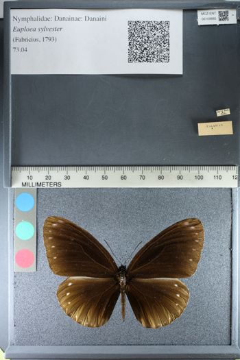 Media type: image;   Entomology 159885